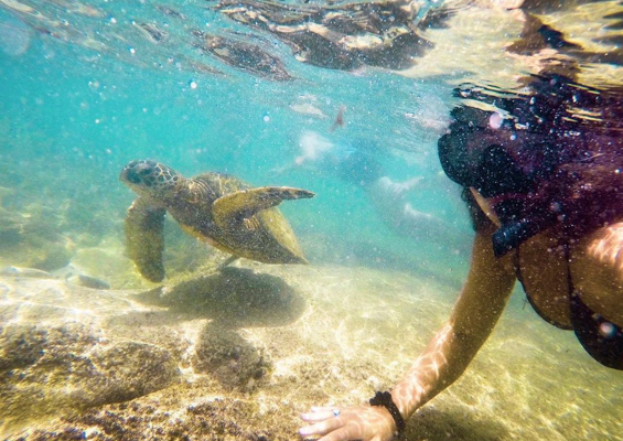 Hawaiiturtletours Circle Island Turtle Snorkel Slide Snorkel With Turtle