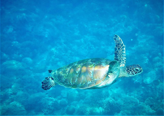 Hawaiiturtletours Circle Island Turtle Snorkel Slide Turtle