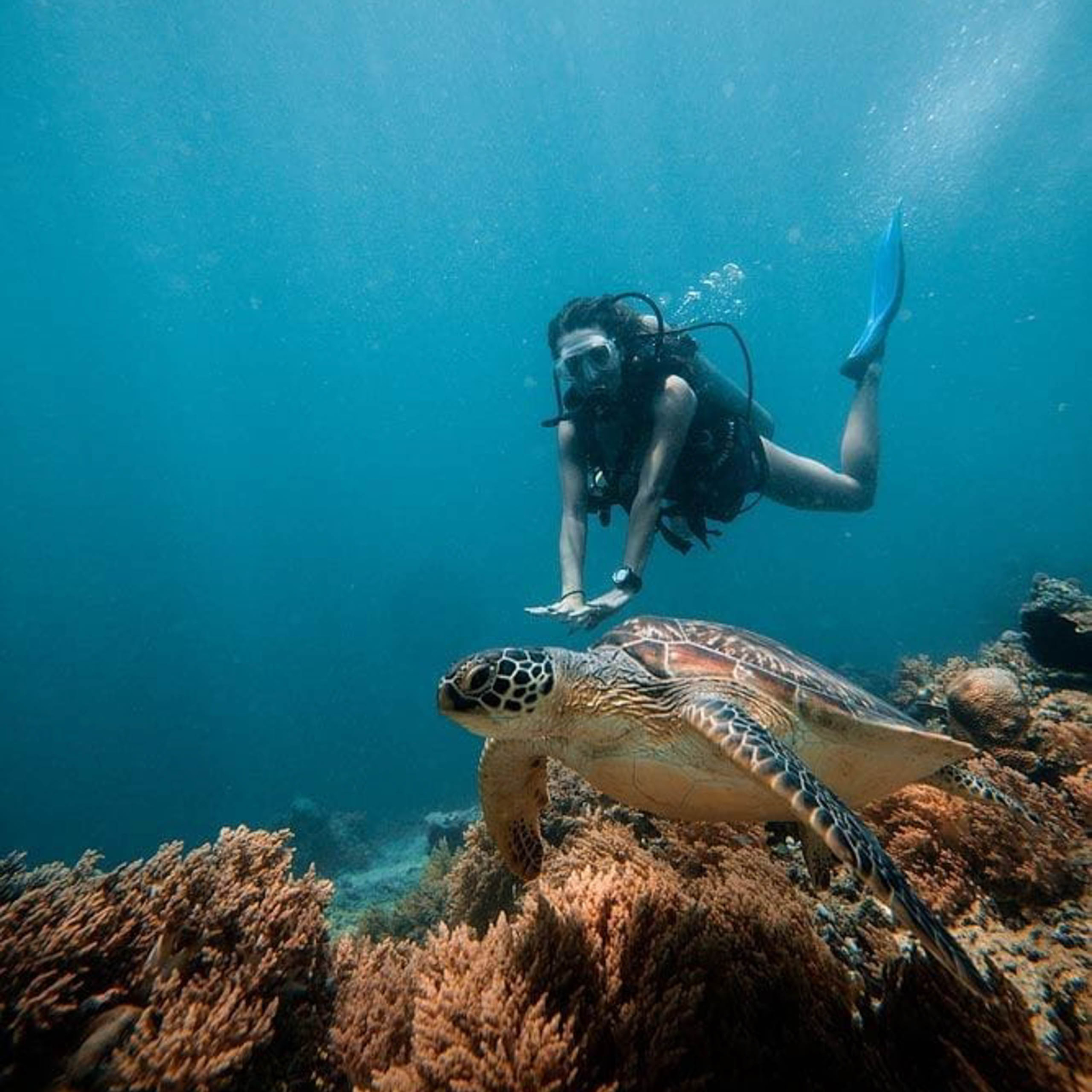 Circle Island Turtle Snorkel Tours | Hawaii Tours and Activities