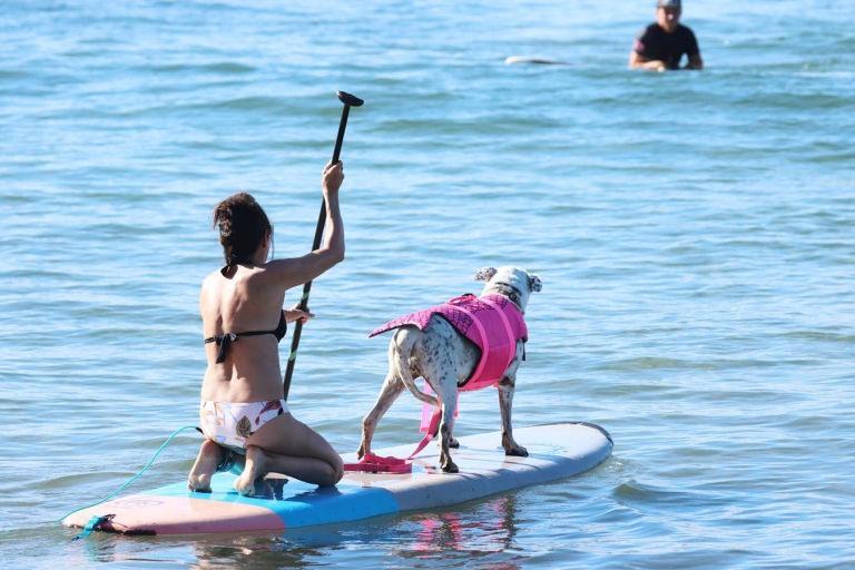 Mauiwaveridersone On One Maui Private Surf Lesson Surfing With Dog