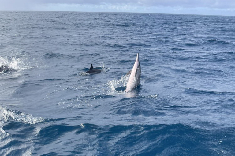 Oceanoutfittershawaii North Shore Summer Snorkel Raft Tour Dolphin