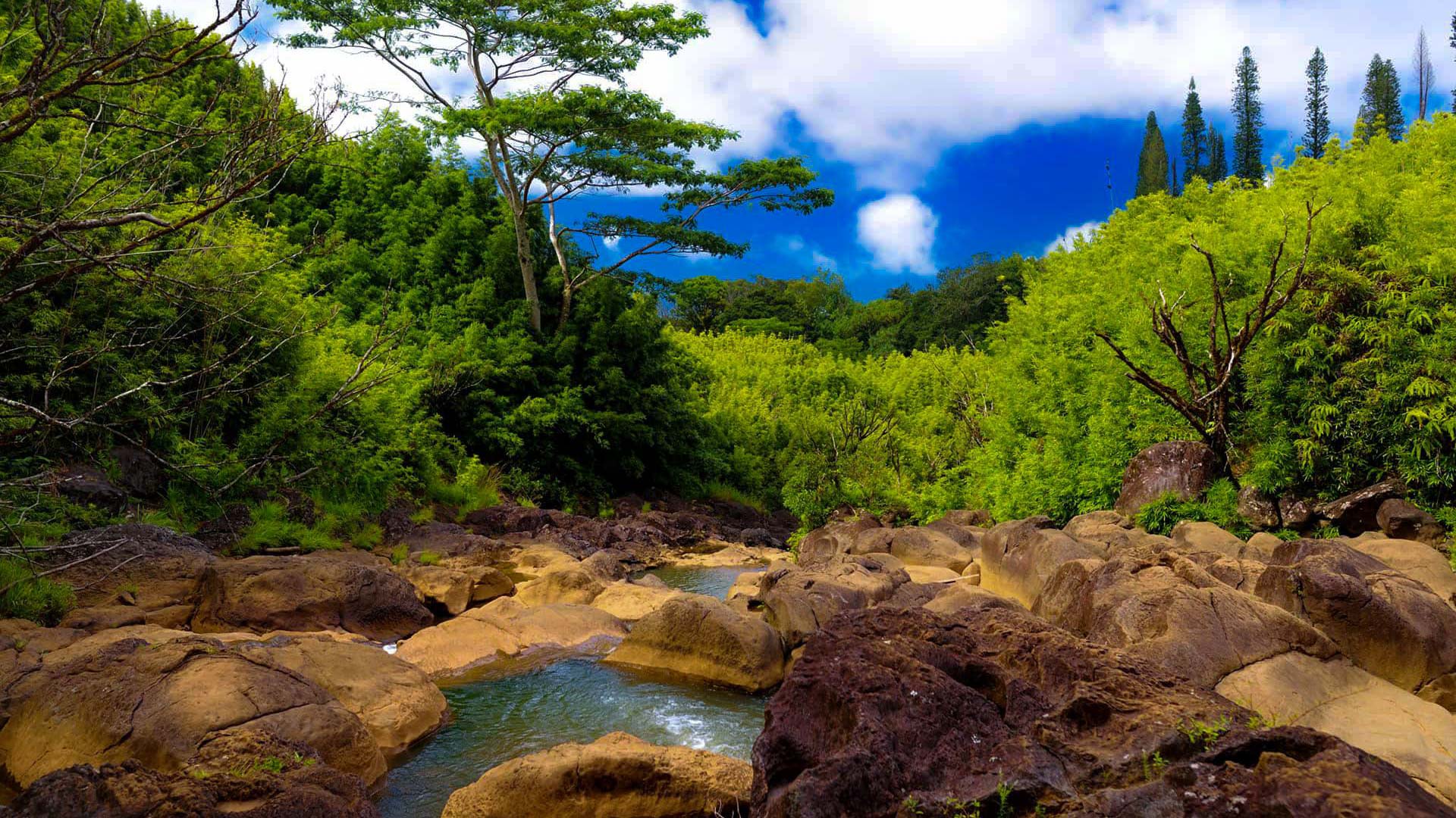 Bamboo Forest: Rainforest & Waterfall Hike | Maui, Hawaii Tours