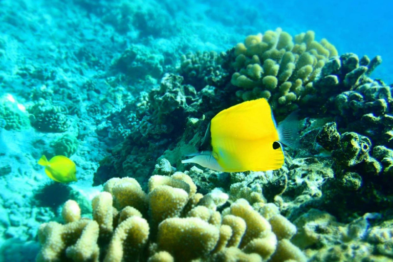 Sailmaui Lanai Coas Snorkel Feature Dive Snorkel Beach Coral Reef