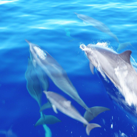 See Wild Spinner Dolphins And Feel Their Joy As They Leap And Play Lanai Maui Hawaii Ocean Rafting