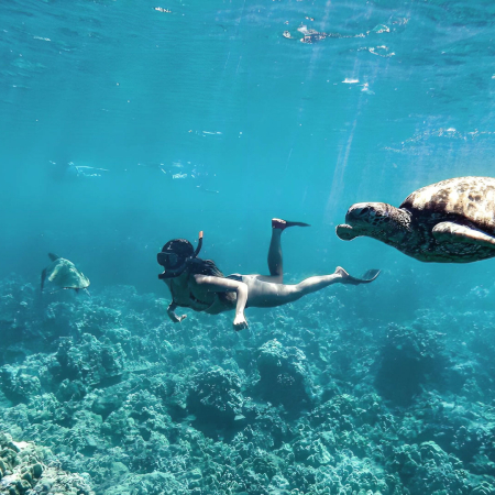 Snorkel With Turtles In Maui
