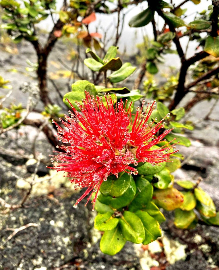 the lehua blossom a symbol of hawaiian resilience and nobility kailani tours hawaii big island