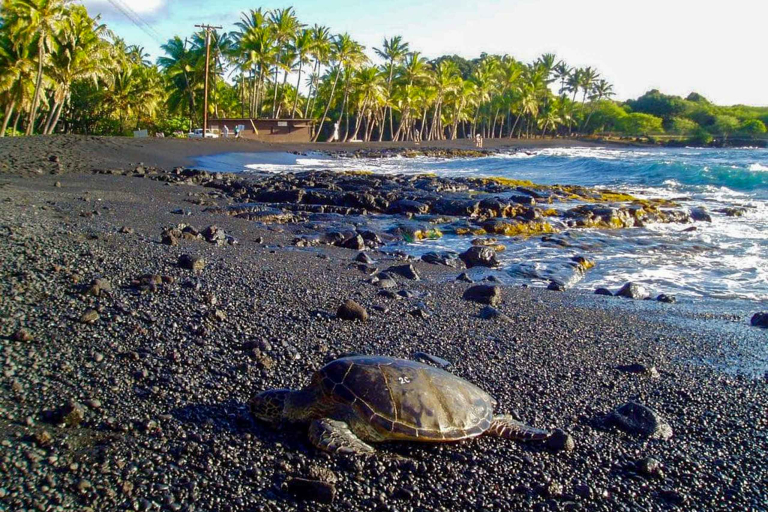 Wasabitourshawaii Big Island Grand Sightseeing Tour Black Sand Beach Turtle