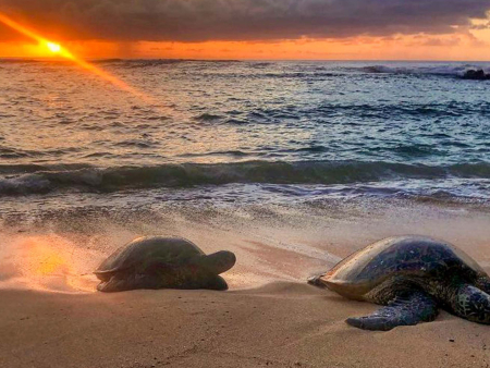 Bluehawaiiphototours Oahu Sunrise Photo Tour Sunrise Turtle Product