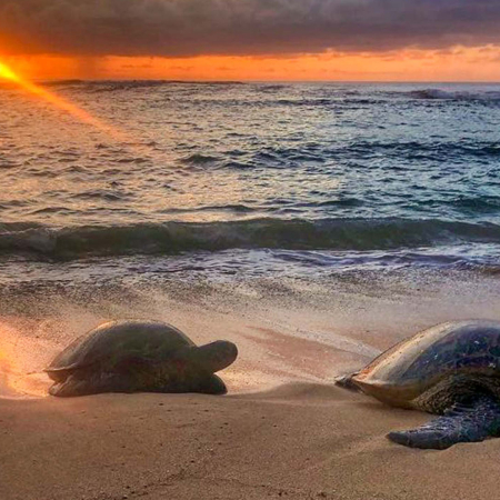 Bluehawaiiphototours Oahu Sunrise Photo Tour Sunrise Turtle Product