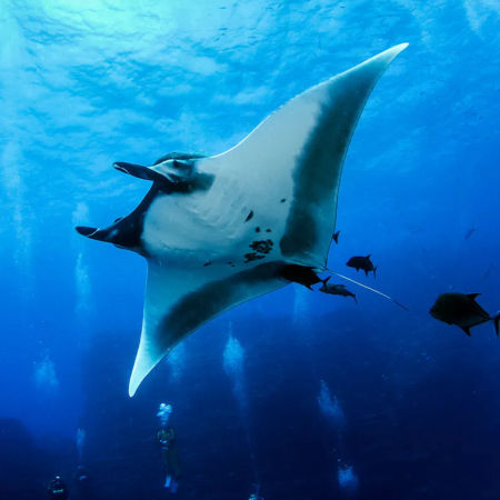 Dolphindiscoveries Manta Discovery Adventure