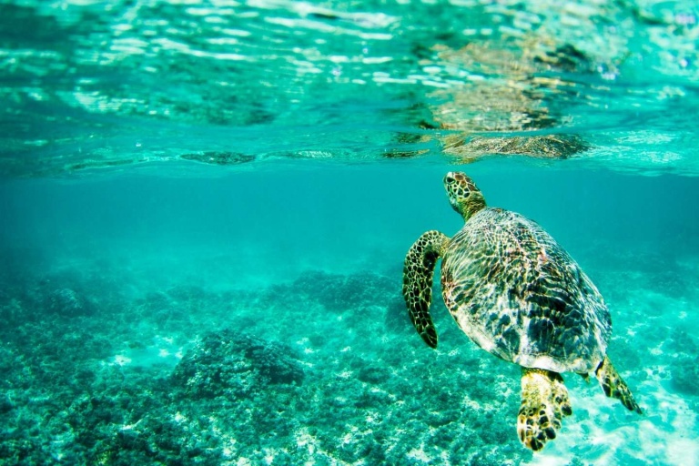 hawaii glass bottom boats sea turtle