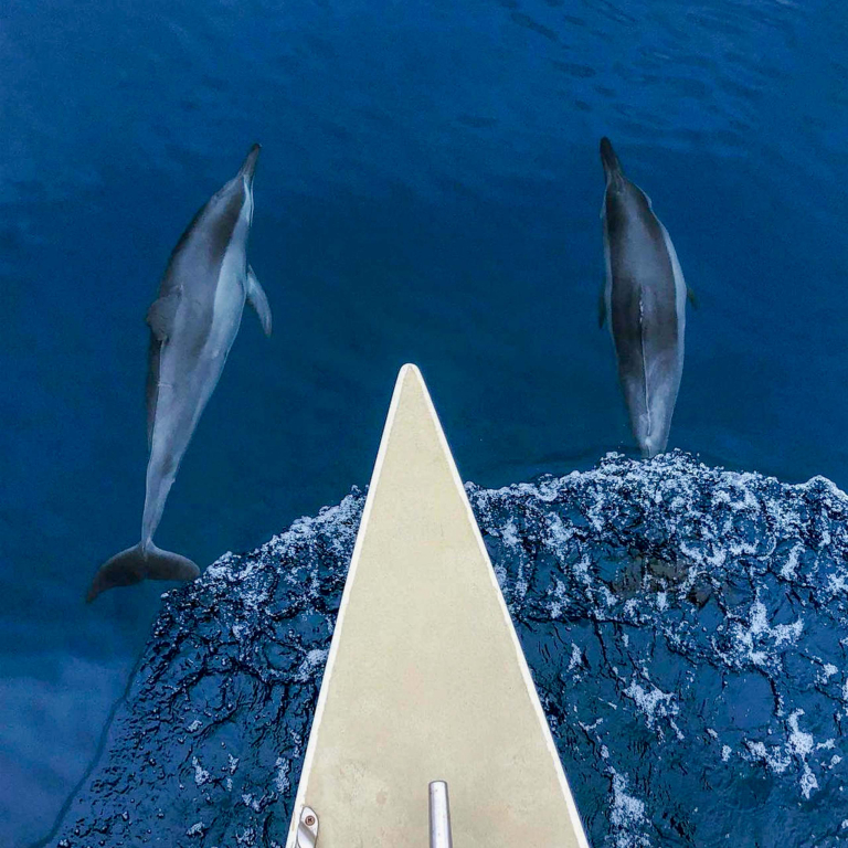 Hawaiinautical West Oahu Playground Snorkel Tour Watchong Dolphin Swim 