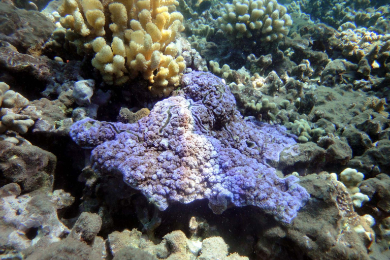 Mauiadventuretours Olowalu Kay Turtle Reef Snorkel Coral Marine Life Beautiful Coral