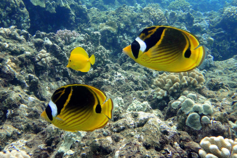 Mauiadventuretours Olowalu Kay Turtle Reef Snorkel Coral Marine Life Golden Fish