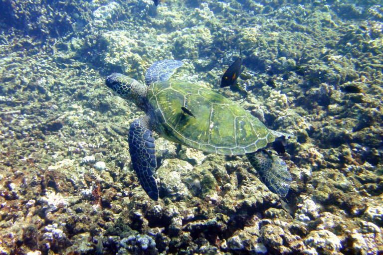 Mauiadventuretours Olowalu Kay Turtle Reef Snorkel Coral Marine Life Swim With Turtle