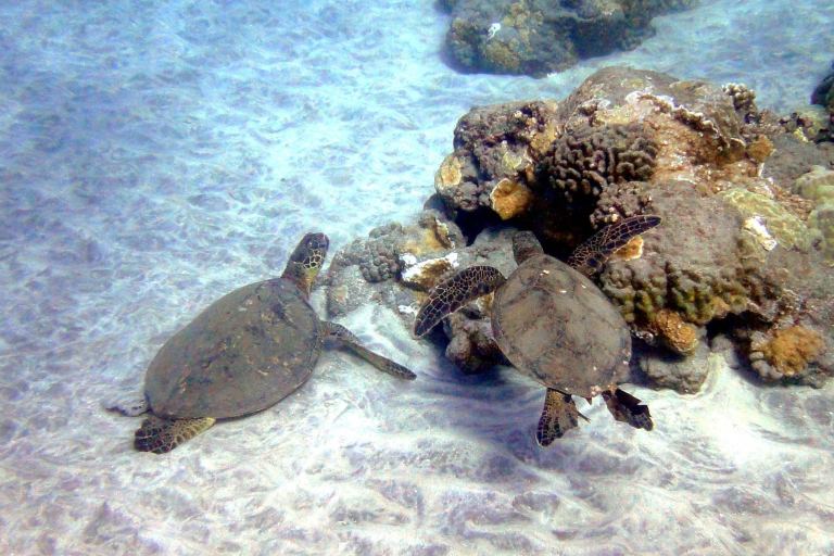 Mauiadventuretours Olowalu Kay Turtle Reef Snorkel Coral Marine Life Turtles