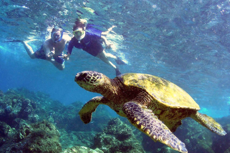 Mauiadventuretours Olowalu Kay Turtle Reef Snorkel Guide Snorkel With Turtle