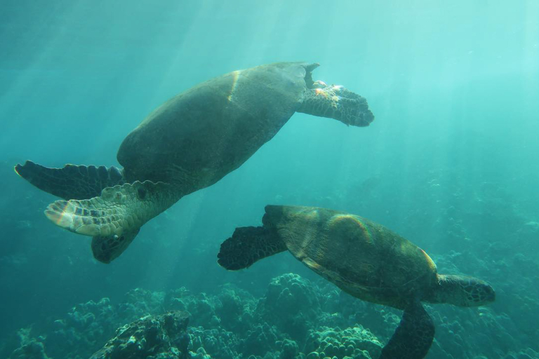 Mauiecotours Large Group Makena Kayak Marine Life Turtle