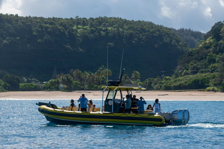 Oceanoutfittershawaii North Shore Marine Life Tour Private Boat Charter