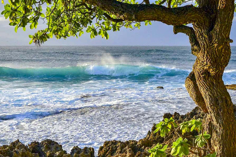 Popular Location North Shore Oahu Surf Cove And Tree