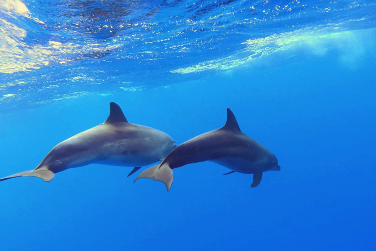 Theadventureboat Waikiki Private Small Boat Snorkel Amazing Widelife Dolphins
