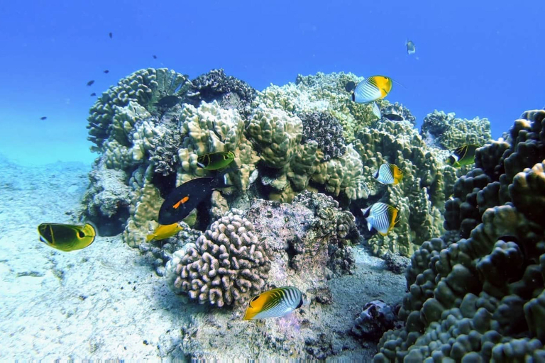 Theadventureboat Waikiki Private Small Boat Snorkel Amazing Widelife Fish Coral