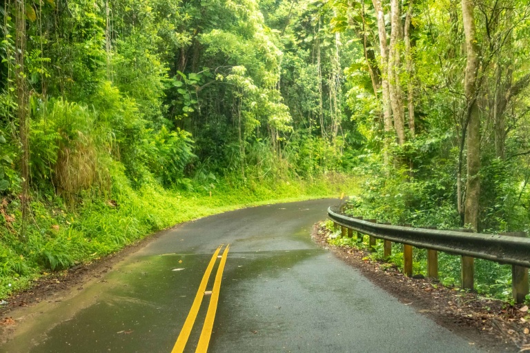 Haiku Road and Rainforest