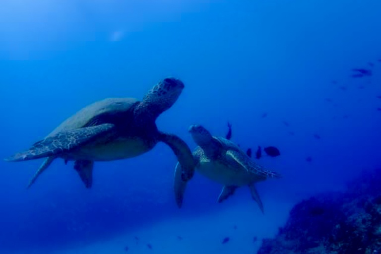Bikehawaii Diamond Head Sail And Snorkel Beautiful Turtle