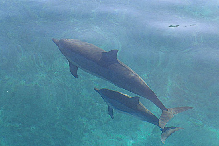 Bikehawaii Diamond Head Sail And Snorkel Dolphin