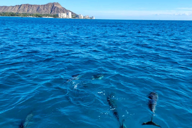 Bikehawaii Diamond Head Sail And Snorkel See Dolphins Hawaii Waikiki Sorkel Sail