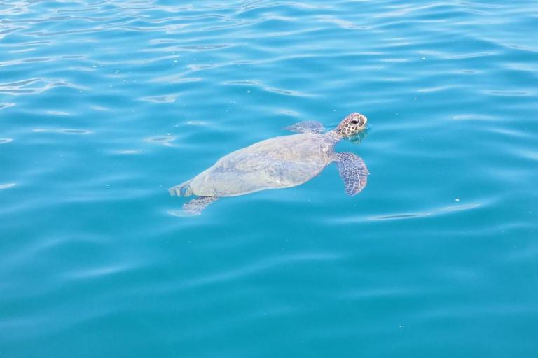 Bikehawaii Diamond Head Sail And Snorkel Turtle Swimming