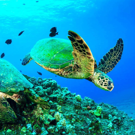 Great Shot Of Hawaiian Green Sea Turtles Four Winds Maui Product