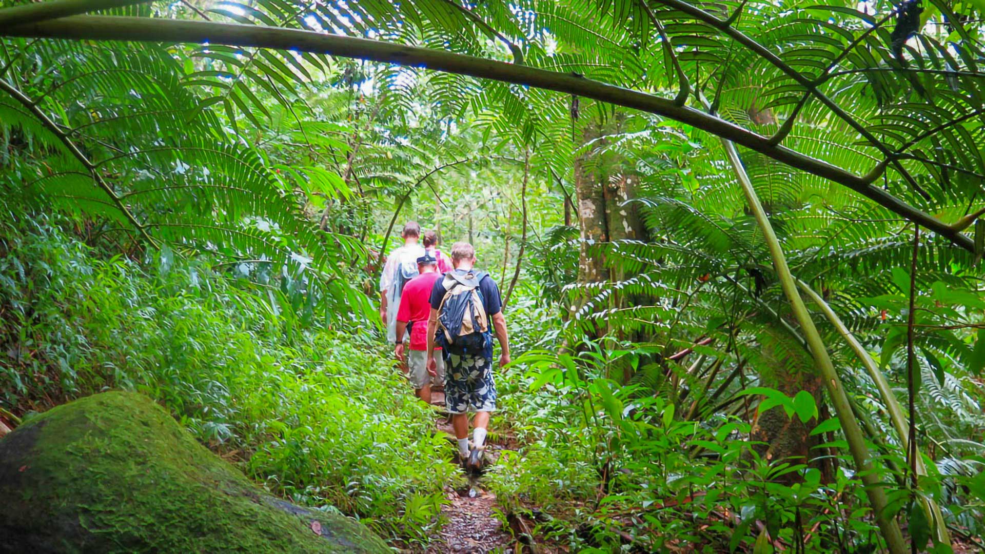 Hawaiian Waterfall Hike Tour 