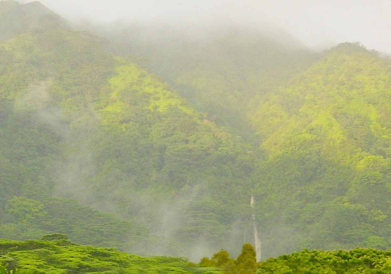 hawaiian waterfall rainforest hike forest