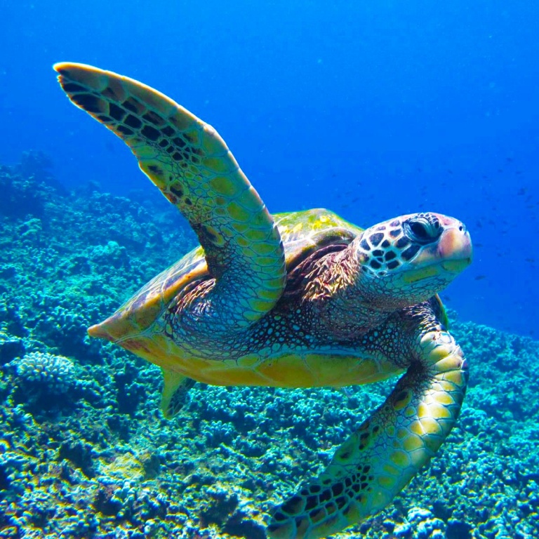 snorkel with hawaiian green sea turtles in their natural environment four winds maui
