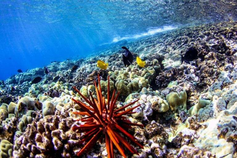 Underwater Coral Reef Sailtrilogy