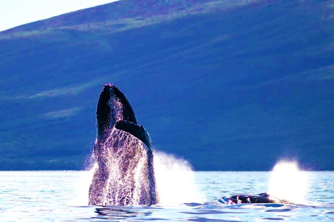 Ultimate Whale Watch and Snorkel | Best Maui Whale Watch Tours