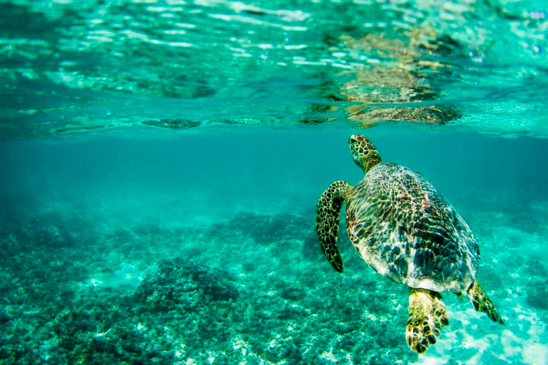 Hawaii Glass Bottom Boats Sea Turtle