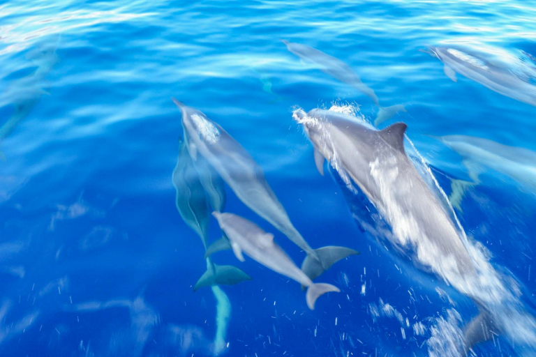 Hawaii Ocean Rafting Dolphins On Snorkel Tour Maui
