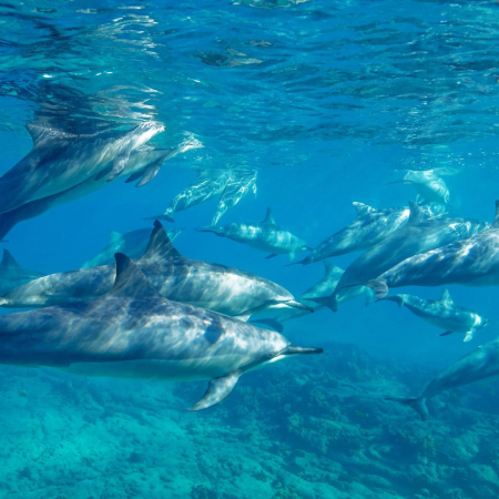 Hawaiian Spinner Dolphins In Shallow Water Big Island