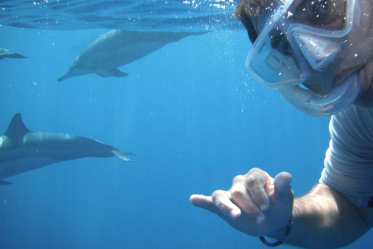 Hawaiiankineadventures Dolphin Viewing And Turtle Snorkel Man