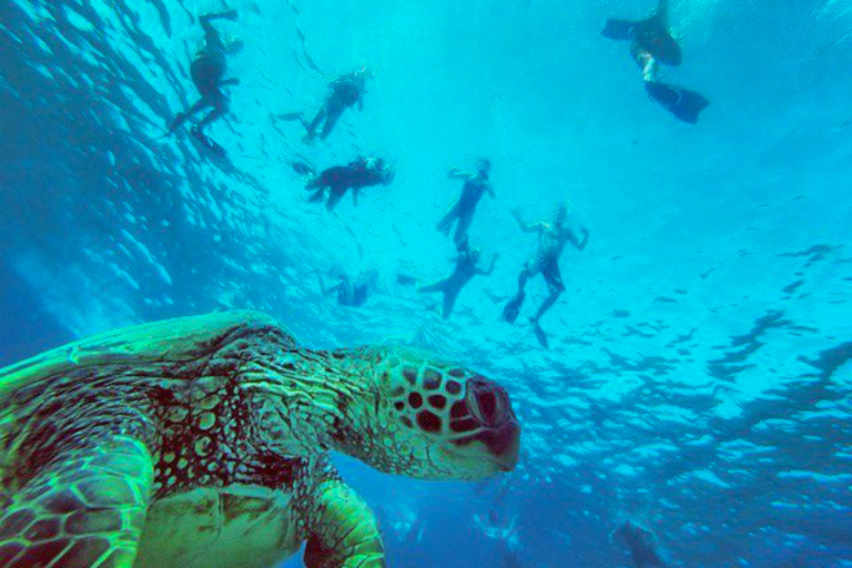 Hawaiiankineadventures Dolphin Viewing And Turtle Snorkel Turtle Underwater Edited