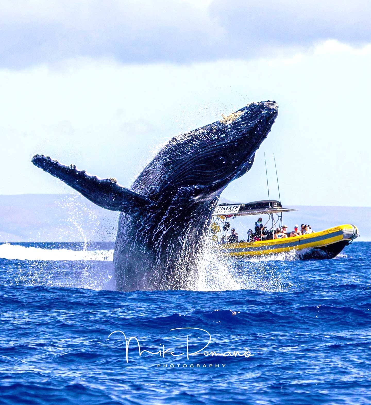 Ultimate Whale Watch and Snorkel Best Maui Whale Watch Tours