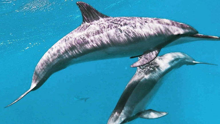 see dolphins in their natural habitat adventure boat tours big island hawaii
