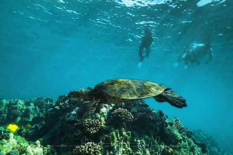 Turtle And The Beautiful Reef Adventure Boat Tours Big Island Hawaii 