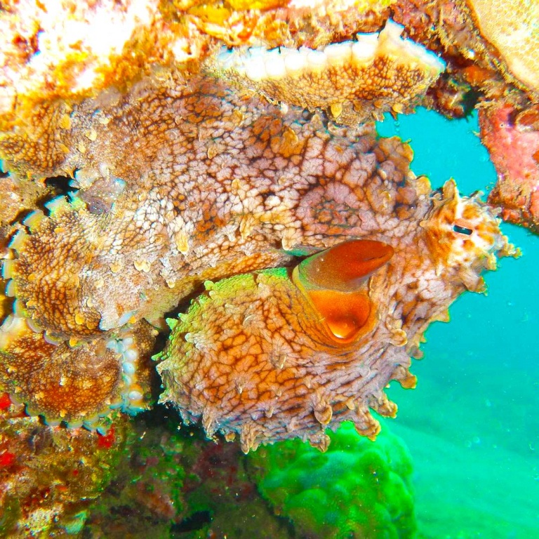 beautiful octopus maui dreams dive co