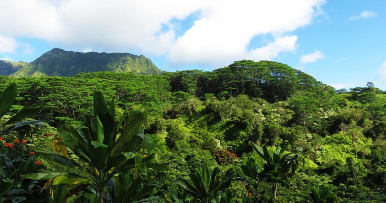 diverse array of impressive tree and plant species kauai hiking tours
