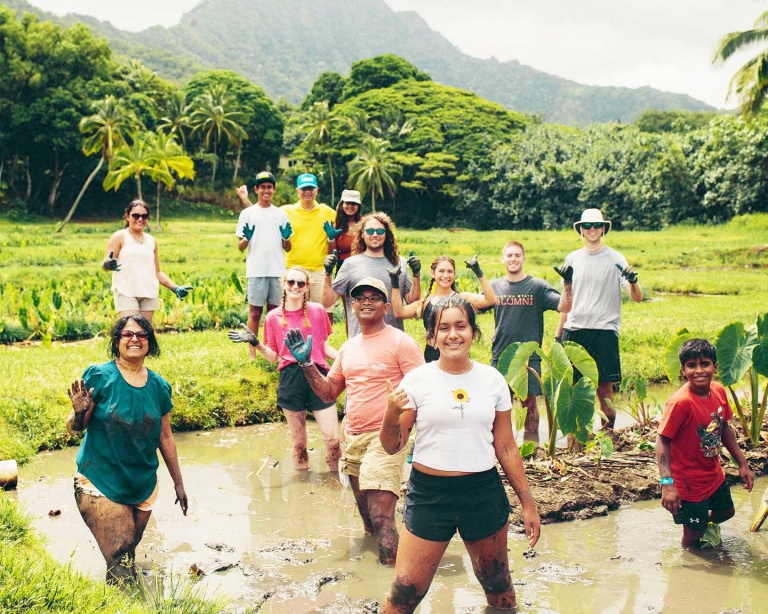 hands on experience planting harvesting and caring for kalo kualoa