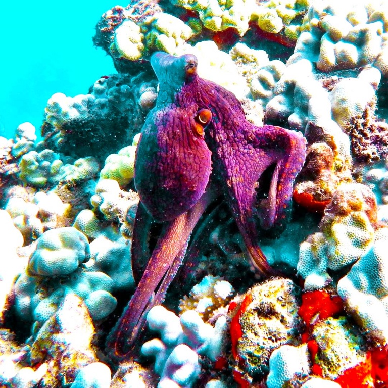 octopus under the water maui dreams dive co