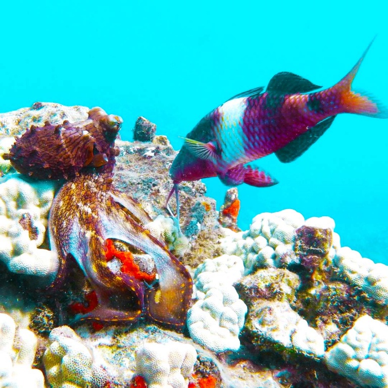 see this octopus on the hunt with a goatfish maui dreams dive co
